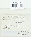 Puccinia hyptidis-mutabilis image