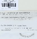 Puccinia baccharidis image