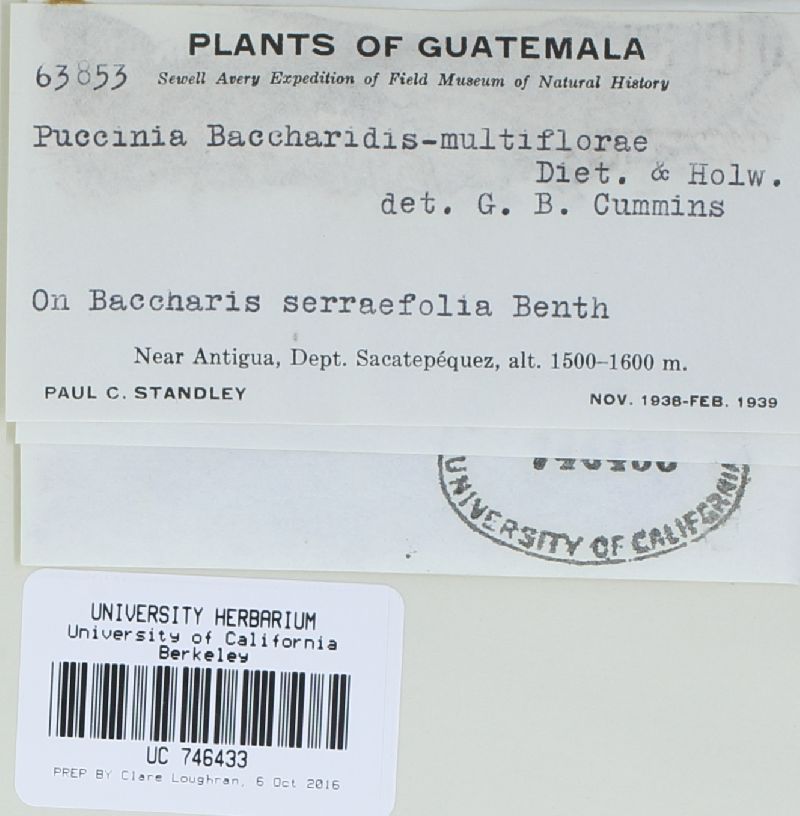 Puccinia baccharidis-multiflorae image