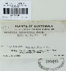 Puccinia conoclinii image