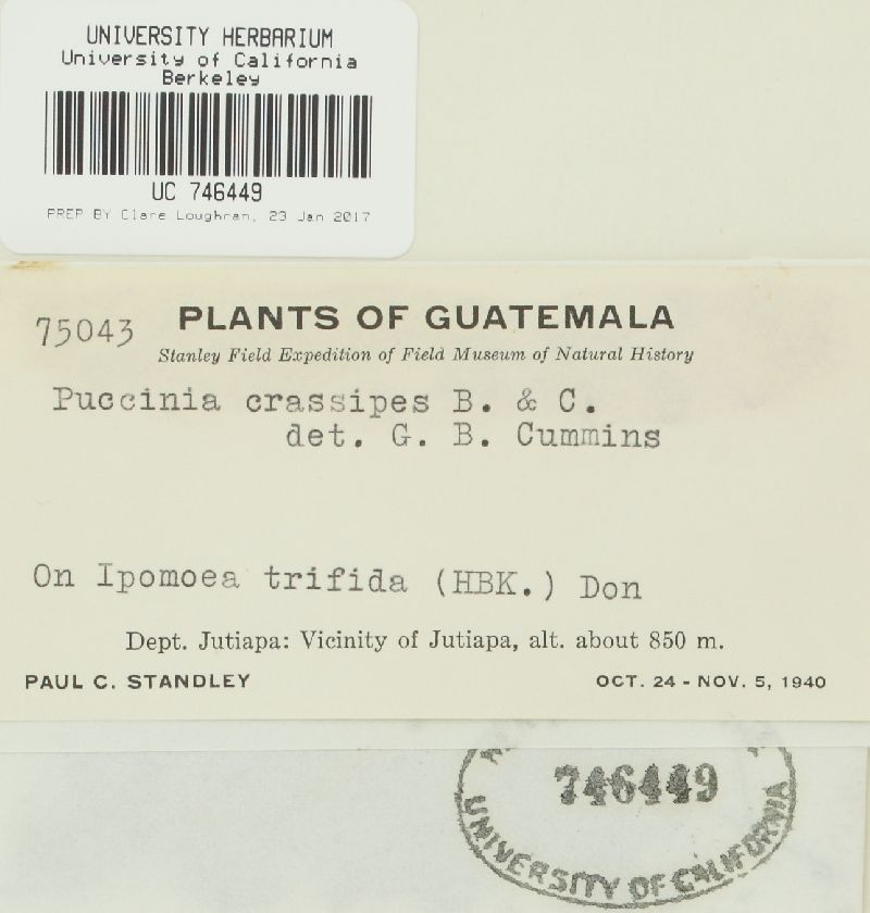 Puccinia crassipes image