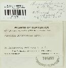 Puccinia dichromenae image