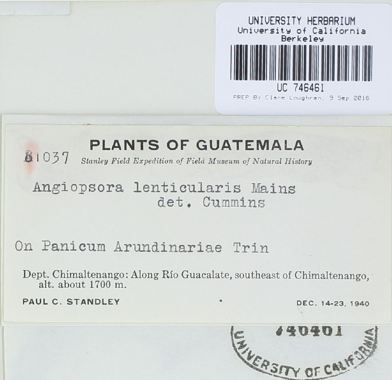 Physopella lenticularis image