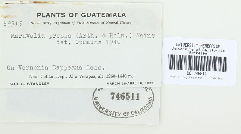 Maravalia pressa image