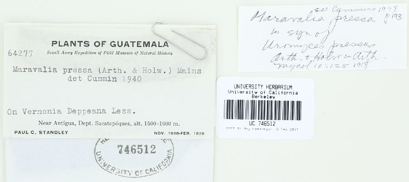 Maravalia pressa image
