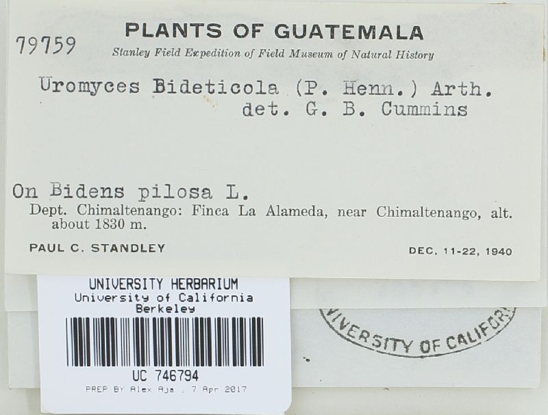 Uromyces bidenticola image