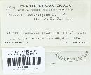 Puccinia heterospora image