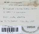 Peniophora cinerea image