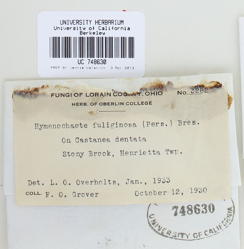 Hymenochaete fuliginosa image