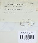 Puccinia recondita image