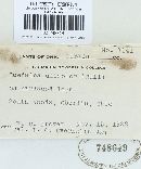 Cerrena unicolor image