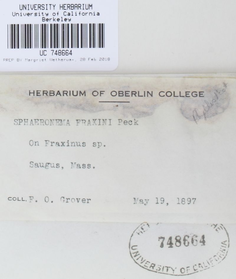 Sphaerographium fraxini image