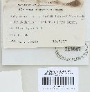 Irpex lacteus image