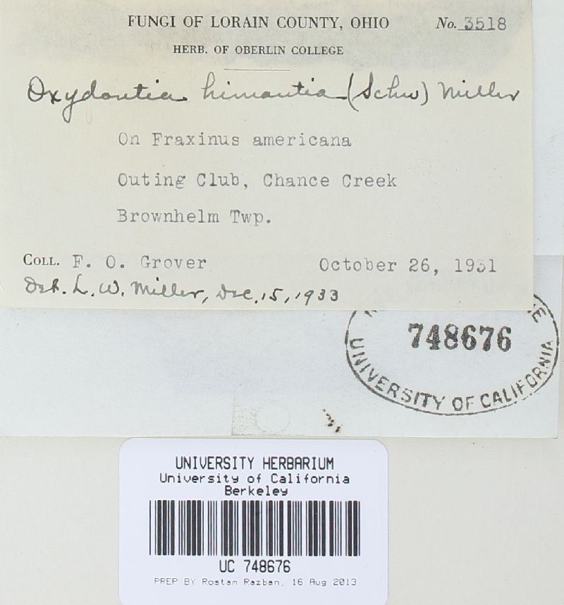 Hydnocristella himantia image
