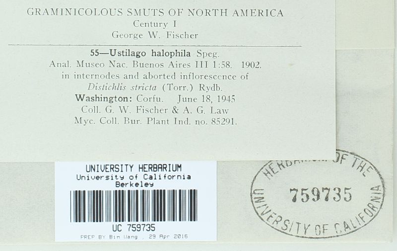 Ustilago halophila image
