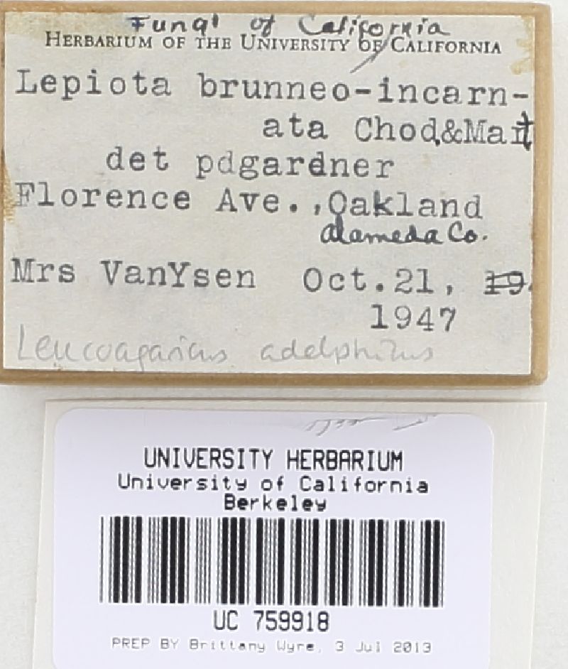 Leucoagaricus adelphicus image