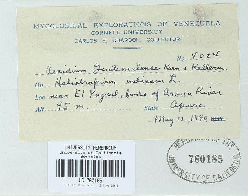 Aecidium guatemalense image