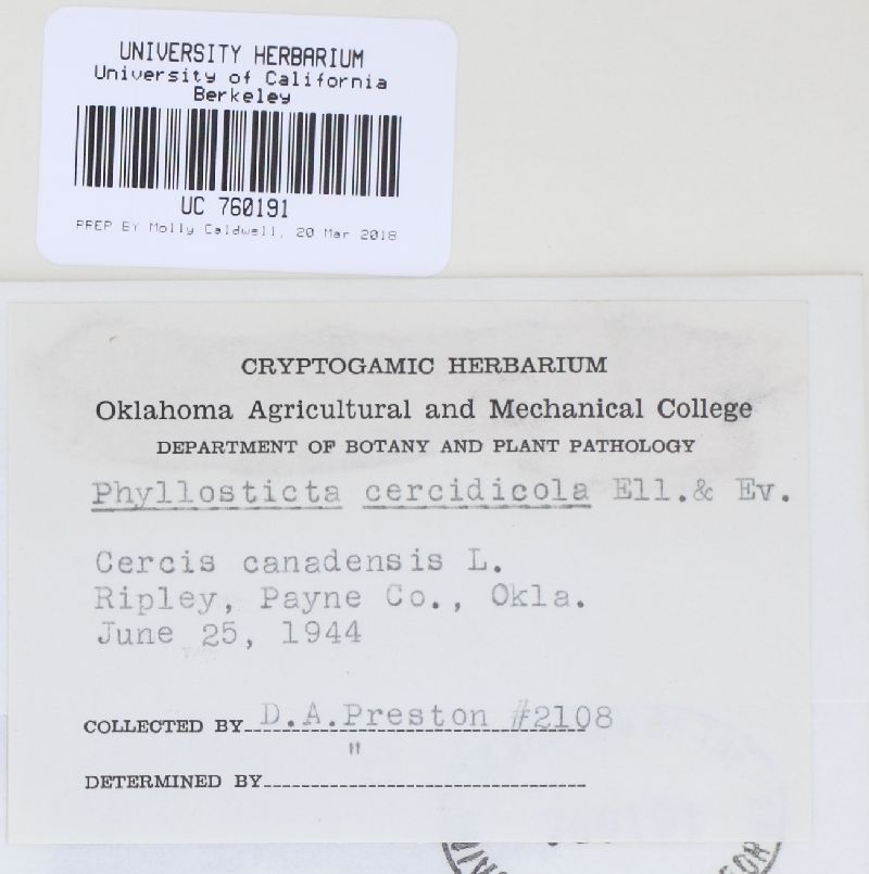 Phyllosticta cercidicola image