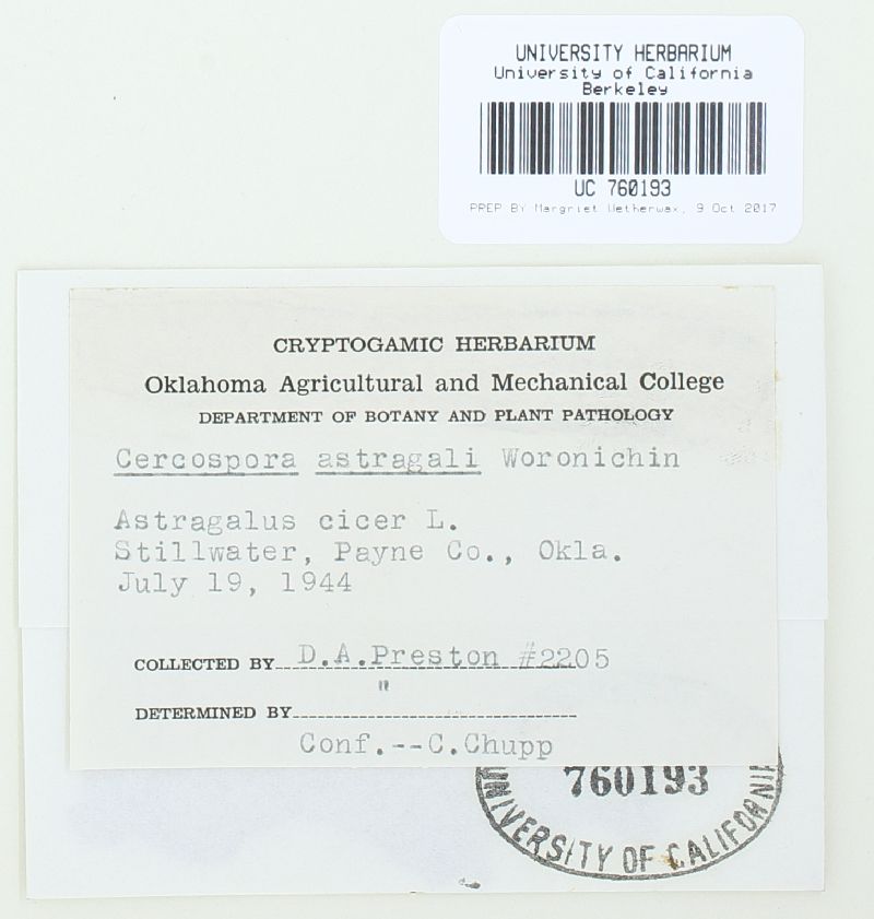 Cercospora astragali image