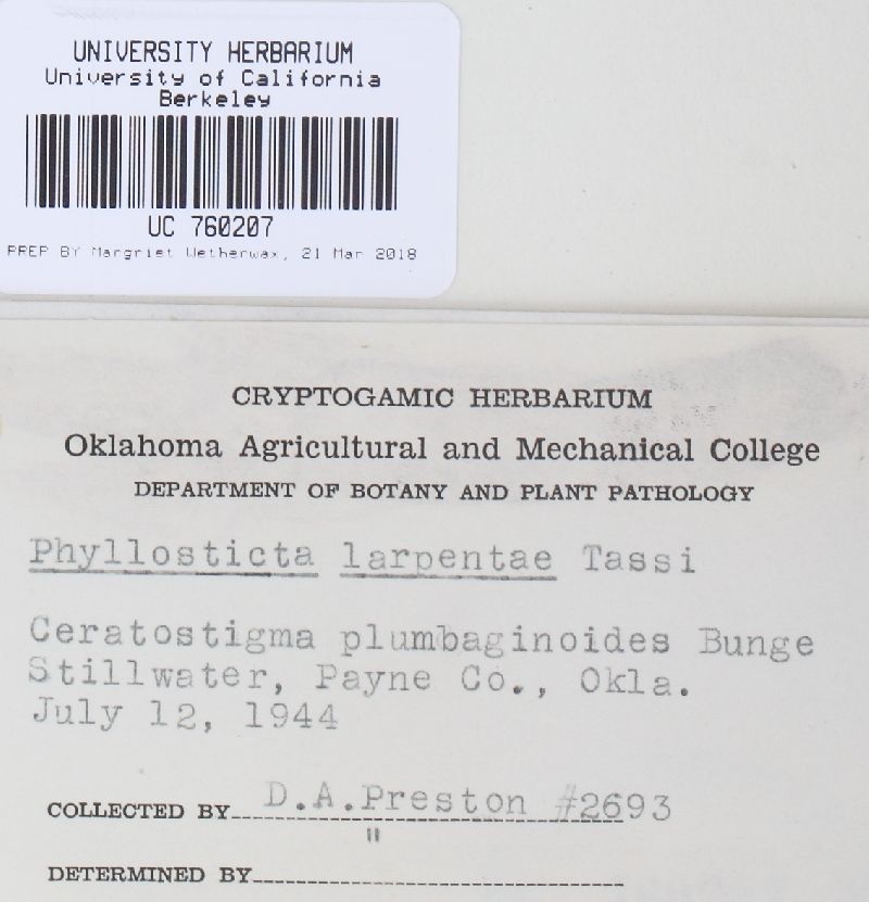 Phyllosticta larpentae image