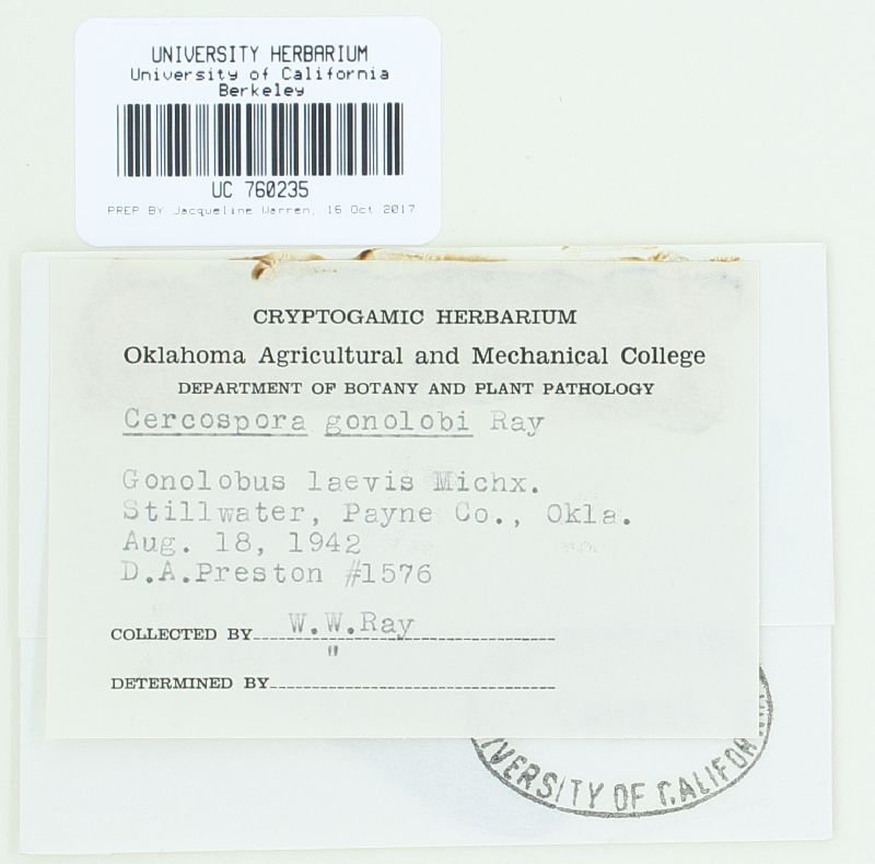 Cercospora gonolobi image