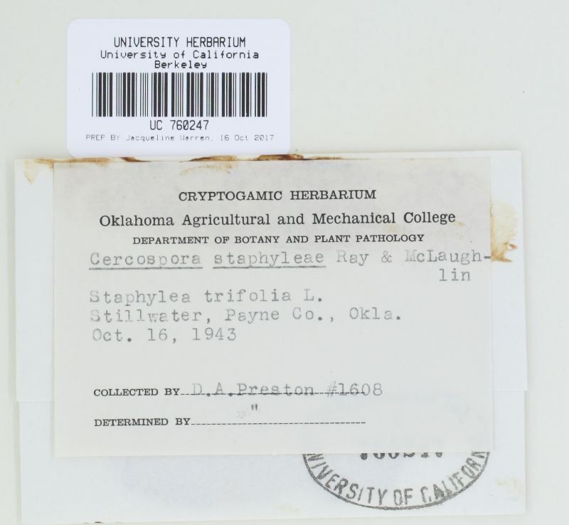 Cercospora staphyleae image