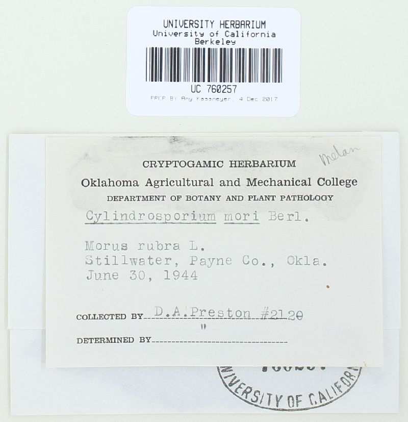 Mycosphaerella mori image