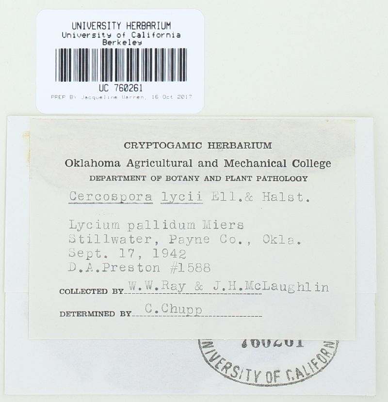 Cercospora lycii image