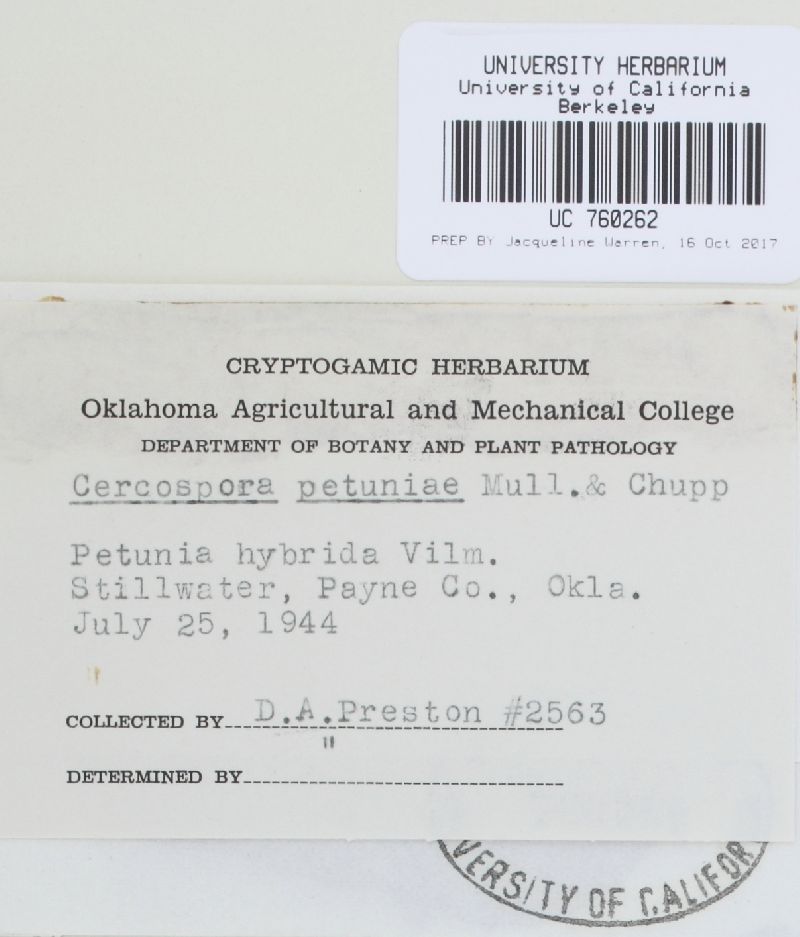 Cercospora petuniae image