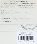Colletotrichum liliacearum image