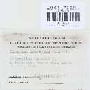 Uromyces pisi-sativi image