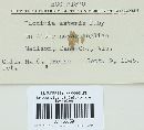 Puccinia cnici-oleracei image