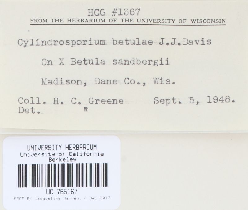 Cylindrosporium betulae image