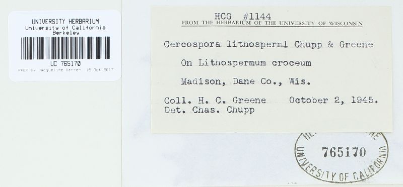Cercospora lithospermi image