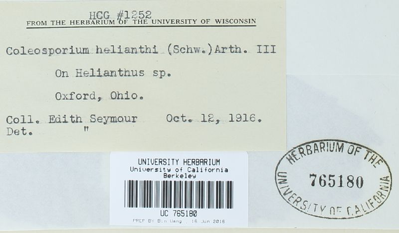 Coleosporium helianthi image