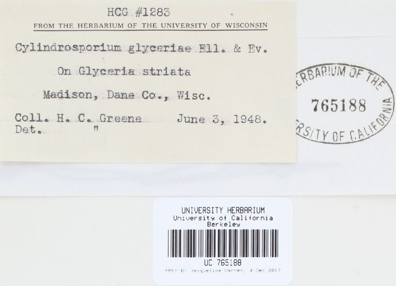 Cylindrosporium glyceriae image