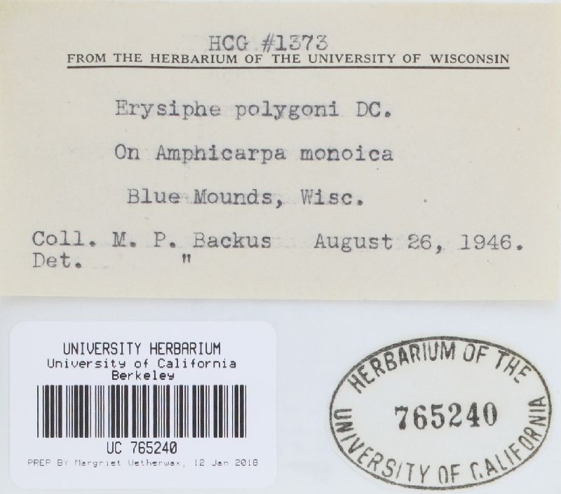Erysiphe glycines image