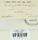 Hohenbuehelia petaloides image
