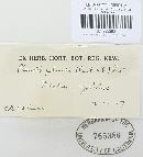 Rhodotus palmatus image