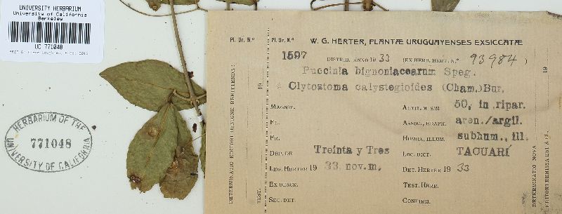 Puccinia bignoniacearum image