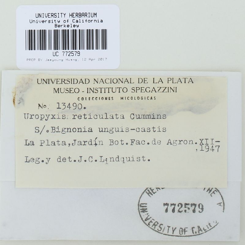 Uropyxis reticulata image