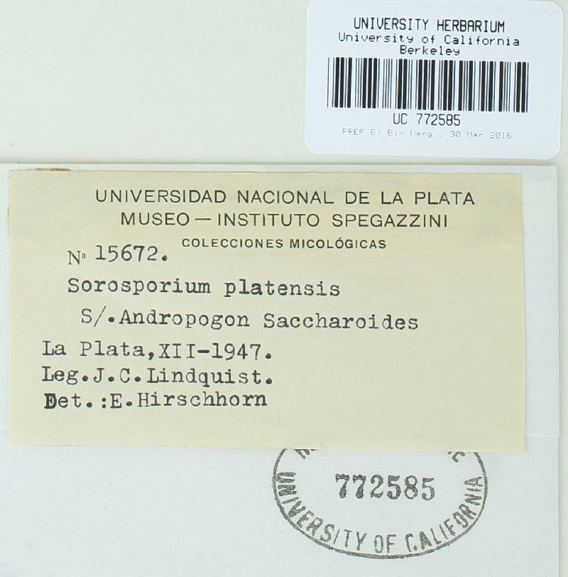Sorosporium platensis image