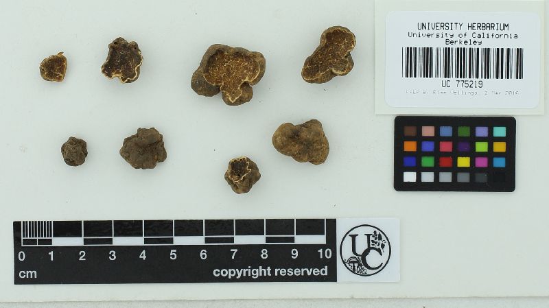 Tuber levissimum image