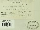 Ustilago filiformis image