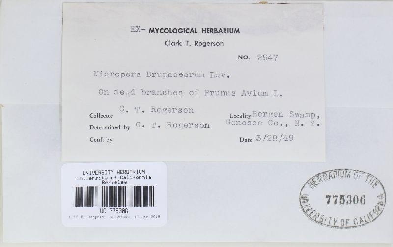 Foveostroma drupacearum image