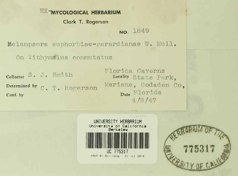 Melampsora euphorbiae-gerardianae image
