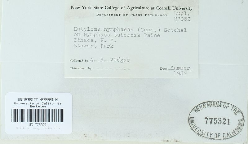 Rhamphospora nymphaeae image