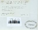 Exobasidium vaccinii image
