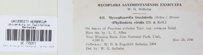 Mycosphaerella fraxinicola image