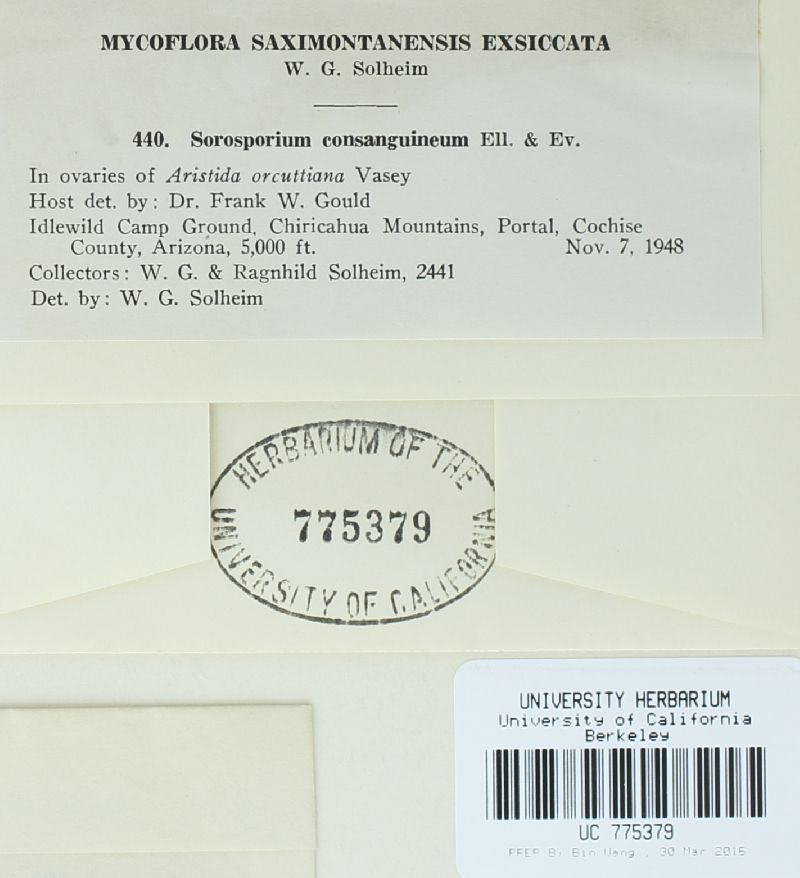 Sporisorium consanguineum image
